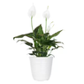 Spathiphyllum Wallisii, Peace Lily, Spathe Flower, White Sails