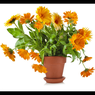 Calendula -Calendula officinalis