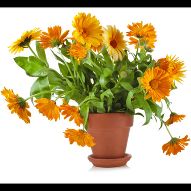 Calendula -Calendula officinalis