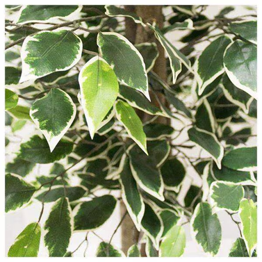 Ficus Startlight