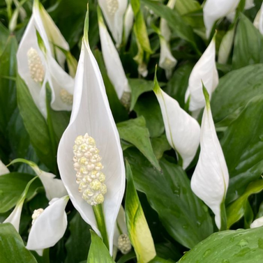 Spathiphyllum Wallisii, Peace Lily, Spathe Flower, White Sails