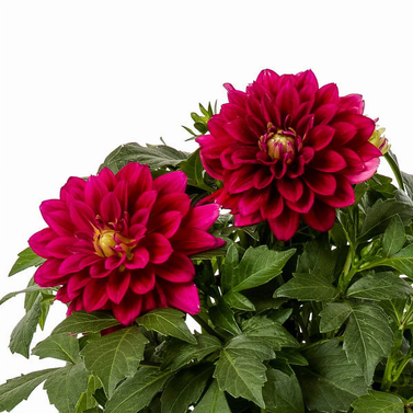 Dahlia-Dahlia pinnata