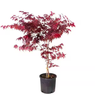 Japanese Maple - Bloodgood