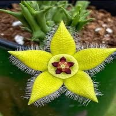 Stapelia Gigantea-Carrion flower