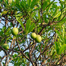 Passion Fruit-Passiflora edulis