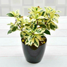 Ficus Startlight