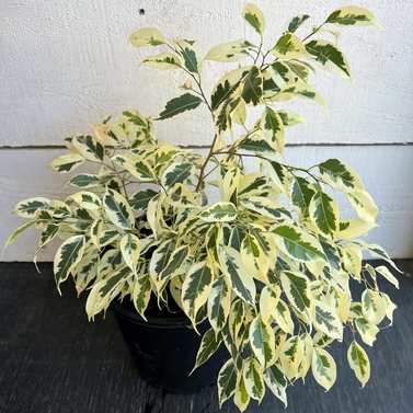 Ficus Startlight