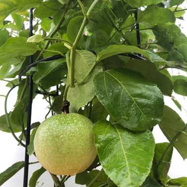 Passion Fruit-Passiflora edulis