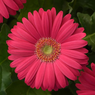 Gerbera Daisy-Gerbera jamesonii-Transvaal daisy