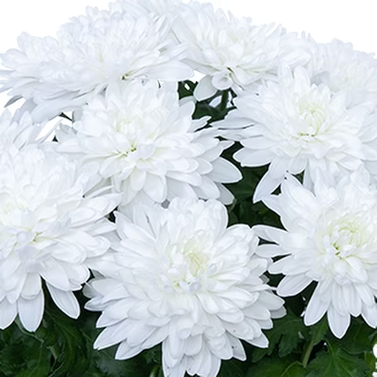 Chrysanthemum-Gul-e-Daudi