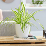 Chlorophytum Comosum-Spider Plant