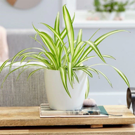 Chlorophytum Comosum-Spider Plant