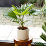 Chinese Fan Palm-  Fountain Palm