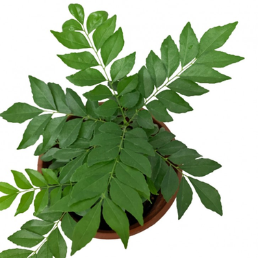 Curry Leaf-Curry Patta-Bergera Koenigii-Murraya Koenigii