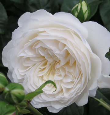 English Rose-Rosa Rubiginosa