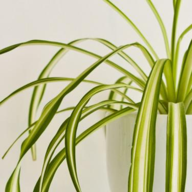 Chlorophytum Comosum-Spider Plant