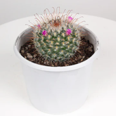 Mammilaria Mystax- Cactus