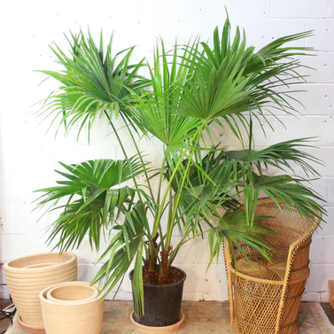 Chinese Fan Palm-  Fountain Palm