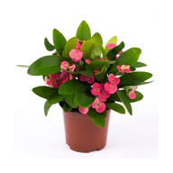 Euphorbia -Hedge Plant