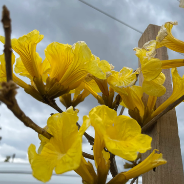 Tabebuia - Caribbean Trumpet Tree -Tabebuia Aurea