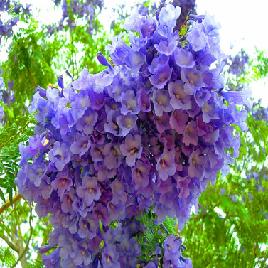 Jacaranda - Mimosifolia Tree