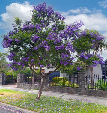 Jacaranda - Mimosifolia Tree