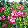 Adenium obesum- Desert rose - Karoo Rose