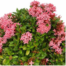 Ixora – Flower Plants