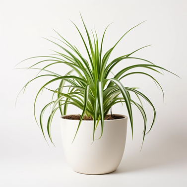 Chlorophytum Comosum-Spider Plant