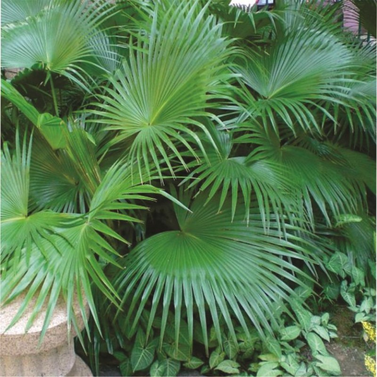 Chinese Fan Palm-  Fountain Palm