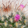 Mammilaria Mystax- Cactus