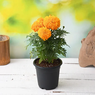 Marigold-Tagetes erecta Linn