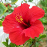 Hibiscus Flower-Hibiscus Rosa-Sinensis