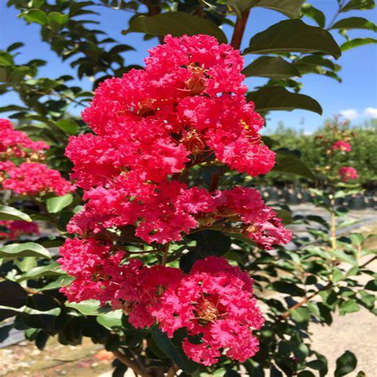 Lagerstroemia – Crepe Myrtle