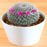 Mammilaria Mystax- Cactus