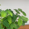 Shame Plant - Touch me Not - Mimosa Pudica