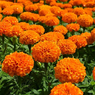 Marigold-Tagetes erecta Linn