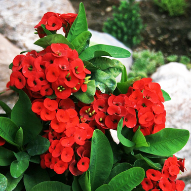 Euphorbia Red - Crown of Thron - Succulent Plant