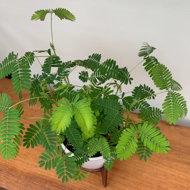 Shame Plant - Touch me Not - Mimosa Pudica