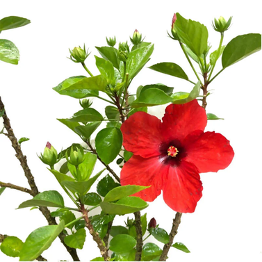 Hibiscus Flower-Hibiscus Rosa-Sinensis