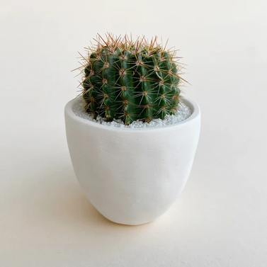 Mammilaria Mystax- Cactus