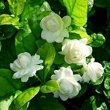 Mogra- Motia- Jasminum Sambac