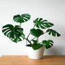 Monstera Deliciosa-Swiss Cheese Plant-Delicious Monster