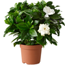 Gardenia- Gardenia Jasminoides- Cape Jasmine