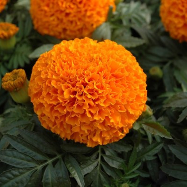 Marigold-Tagetes erecta Linn