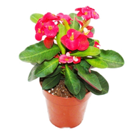 Euphorbia Red - Crown of Thron - Succulent Plant