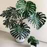 Monstera Deliciosa-Swiss Cheese Plant-Delicious Monster