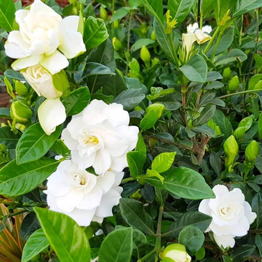 Gardenia- Gardenia Jasminoides- Cape Jasmine