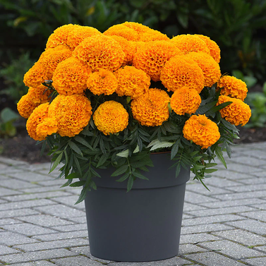 Marigold-Tagetes erecta Linn