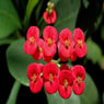 Euphorbia Red - Crown of Thron - Succulent Plant